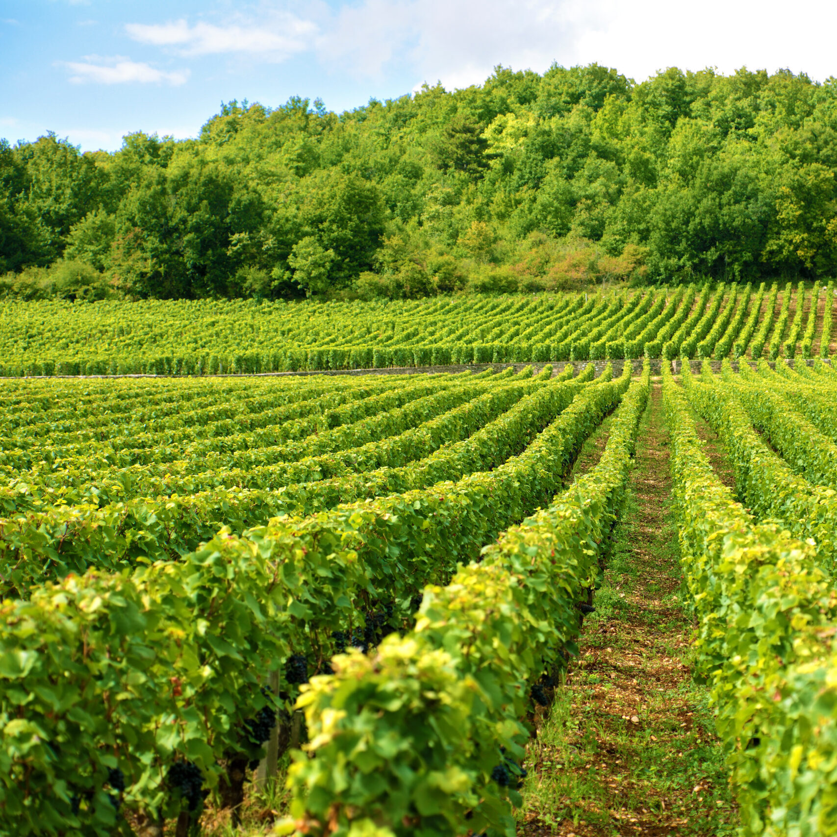 Typical vineyard in France