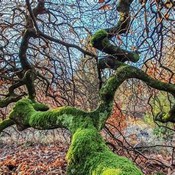 Découvrir les faux de Verzy